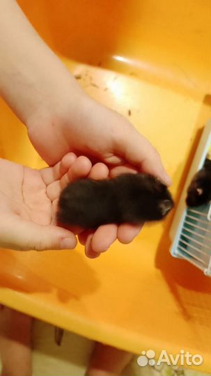 Джунгарский хомяк бесплатно