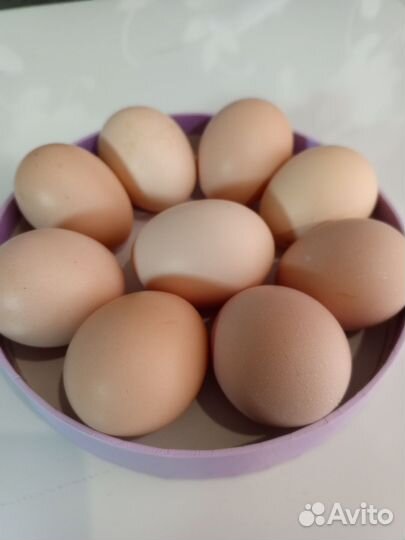 Ия кучинской юбилейной