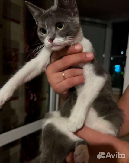 Я ищу себе доброе сердце