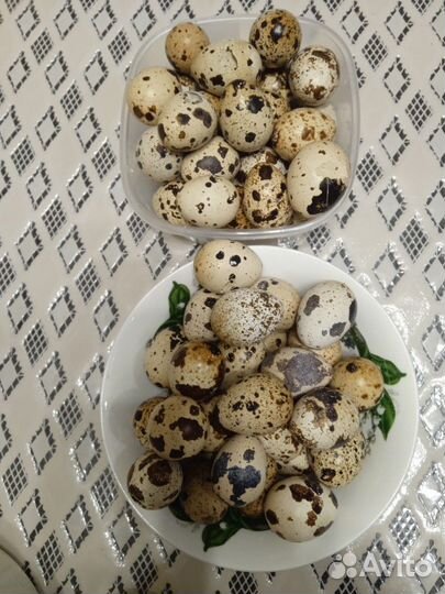 Перепела живые