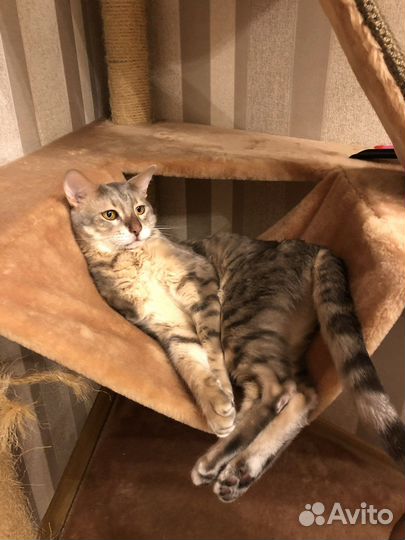 Дом когтеточка для кошки