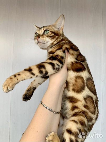 Бенгальская яркая девочка в пэт