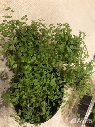 Солейролия