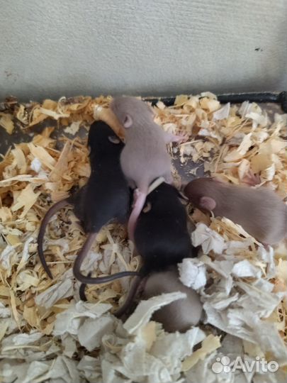 Сатиновые мышки