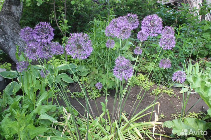Лук декоративный разных сортов(все в наличии)