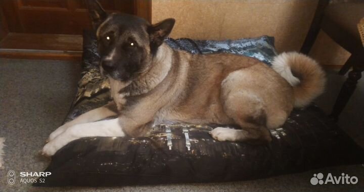 Лежанка-подушка для собак и кошек