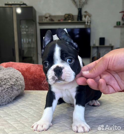 Бостон терьер мальчик и девочка