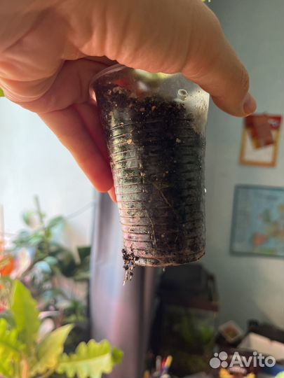 Цветущая пеларгония плющелистная махровая бургунди