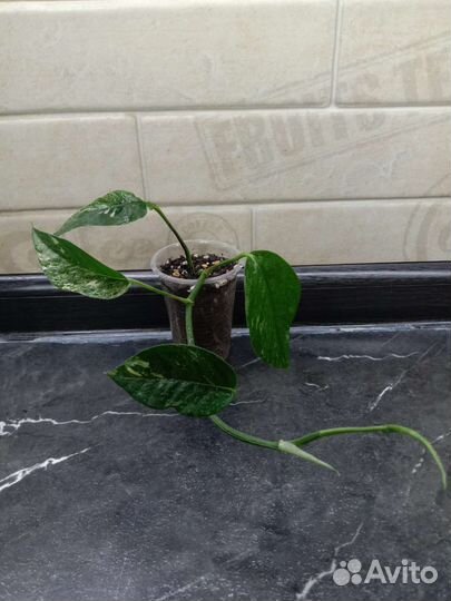 Эпипремнумы/Сциндапсусы/Монстера