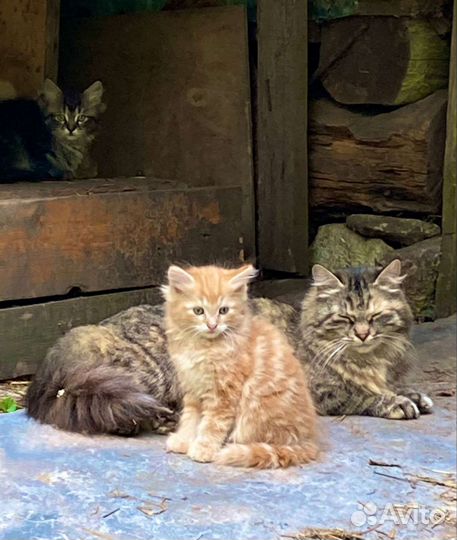 Котята в добрые руки