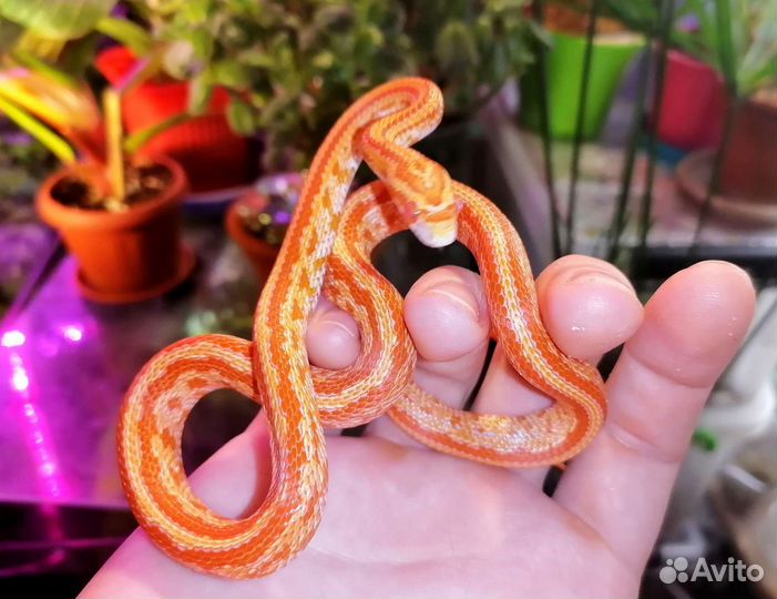 Маисовый полоз Amel и Snow Tessera, подростки