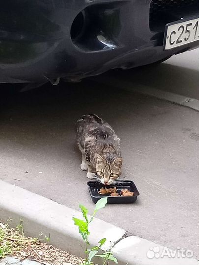 SOS Ищем дом маленькой кощечке, 8 месяцев