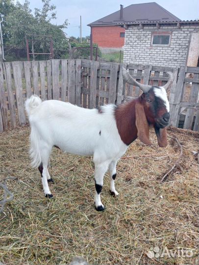 Козел. вязка