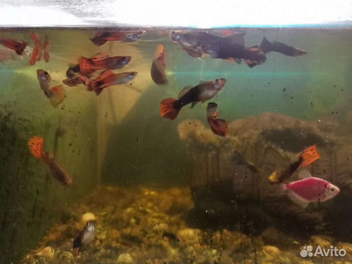 Рыбки Гуппи