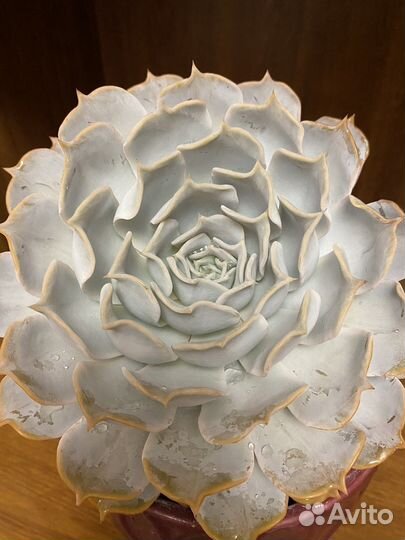 Суккуленты