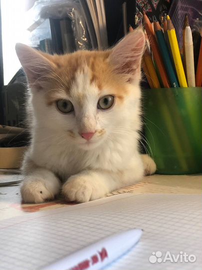 Рыжий котенок