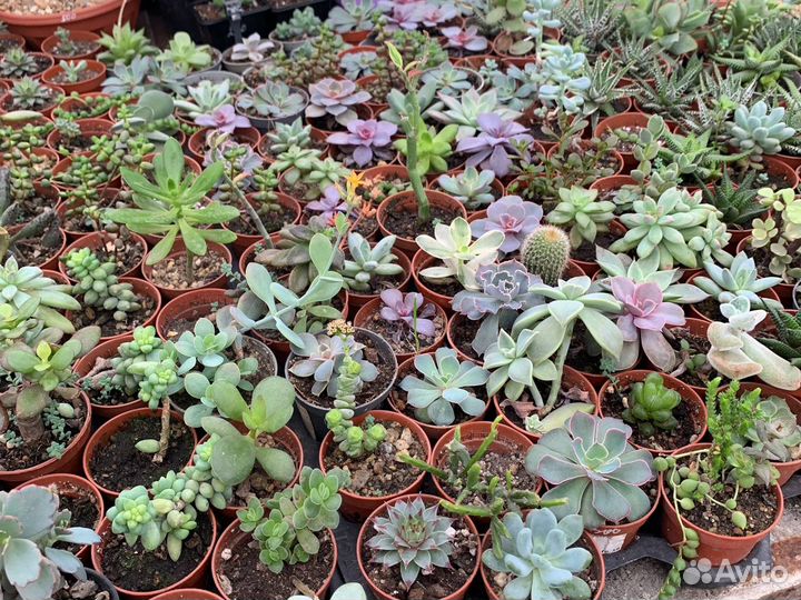 Седум Буррито ампельный из питомника растений