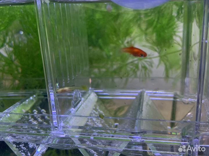 Аквариумные рыбки и растения