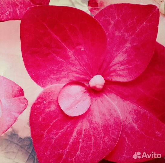 Картина дуплекс Орхидеи