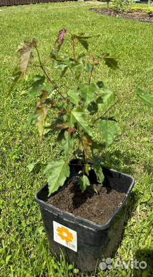 Клен гинала