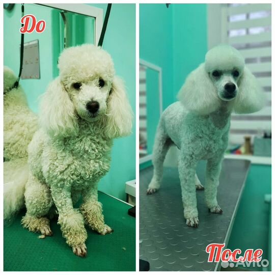 Грумер (Стрижка собак и кошек), Зеленоград