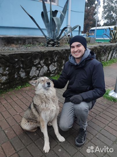Передержка собак в частном доме, зоогостиница