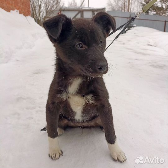 Отдам в ответственые руки