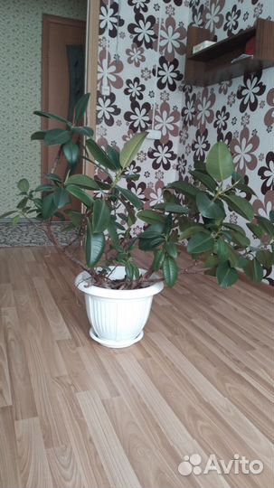 Фикус каучуконосный