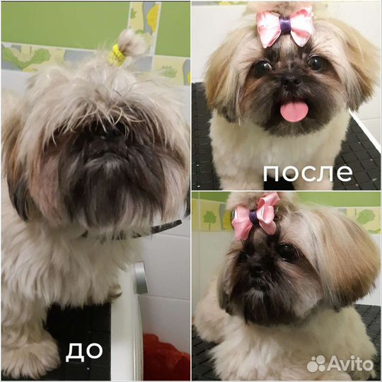 Услуги грумера, стрижка собак