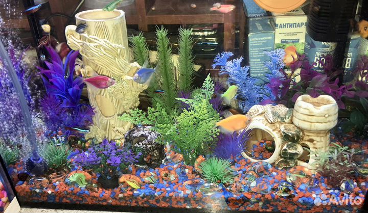 Улитки катушки аквариумные