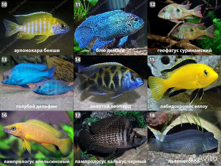 Цихлиды более 100 видов с доставкой по Москве