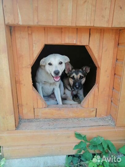 Собака в добрые руки