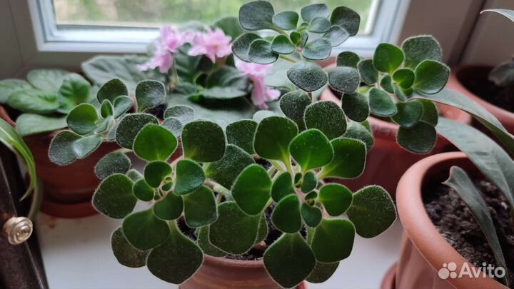 Аихризон (Дерево любви)