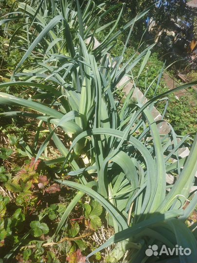 Свежая зелень