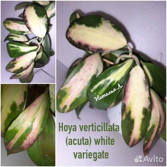 Хойи на срез