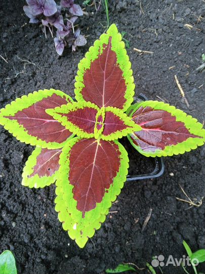 Эсхинантус, колеус, инжир