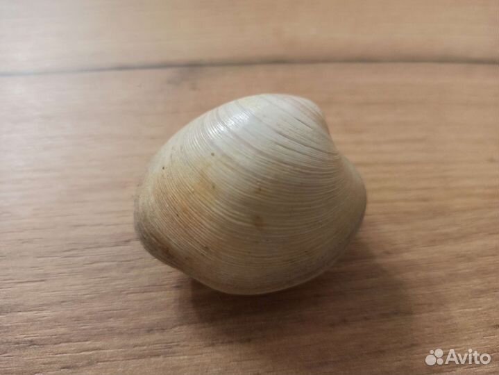 Морская раковина