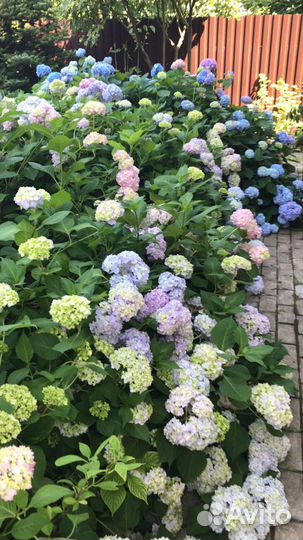 Гортензия крупнолистная