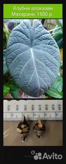 Алоказии разные, клубни