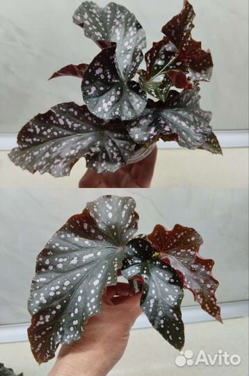 Бегонии природники, кейн