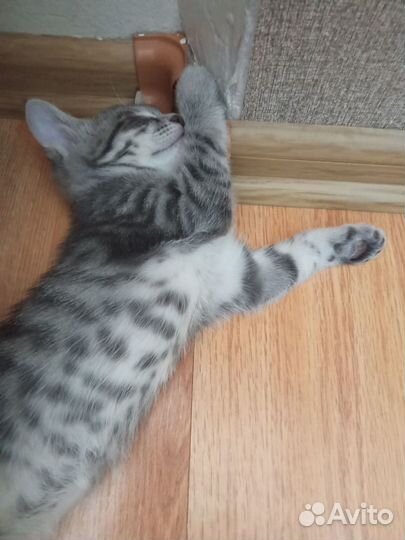 Котята в добрые руки приучены к лотку