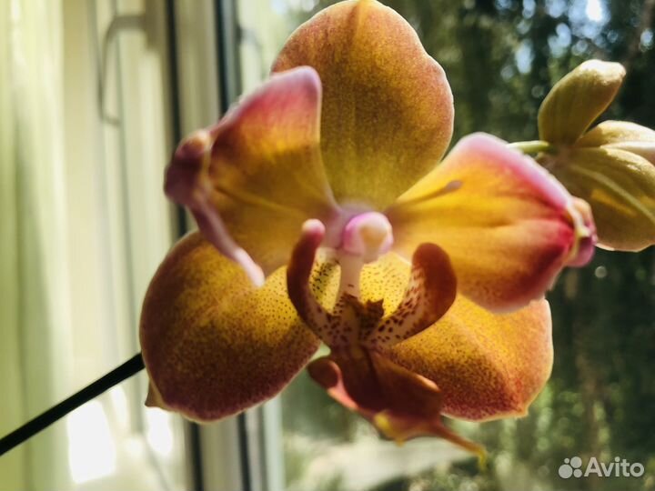 Орхидея Monza