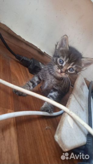 Котята в добрые руки. 2 мальчика и 2 девочки