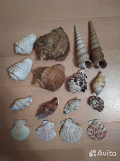 Натуральные раковины для рукоделия и миниамфоры