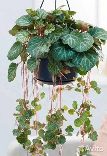 Камнеломка земляничная