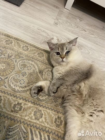 Вязка с шотландским котом