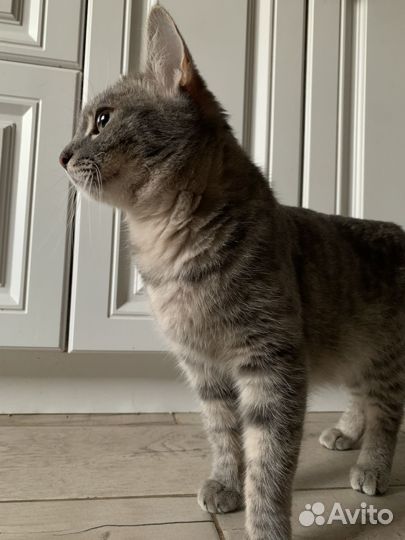 Кошка в дар бесплатно