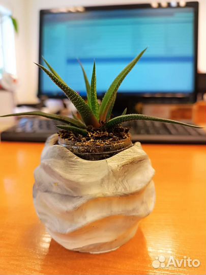 Хавортия жемчужная красивая