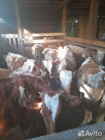 Телята бычки