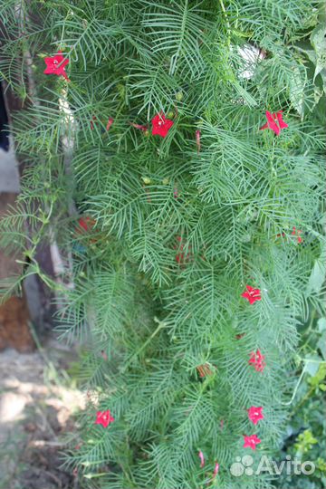 Ипомея квамоклит, семена